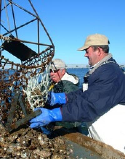 Men Unloading Oysters on a Boat