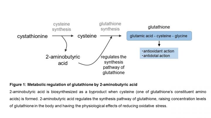 Newly Revealed Amino Acid Function Could Be Used to Boost Antioxidant Levels (1 of 2)