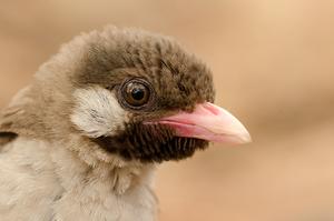 Male honeyguide in Mozambique