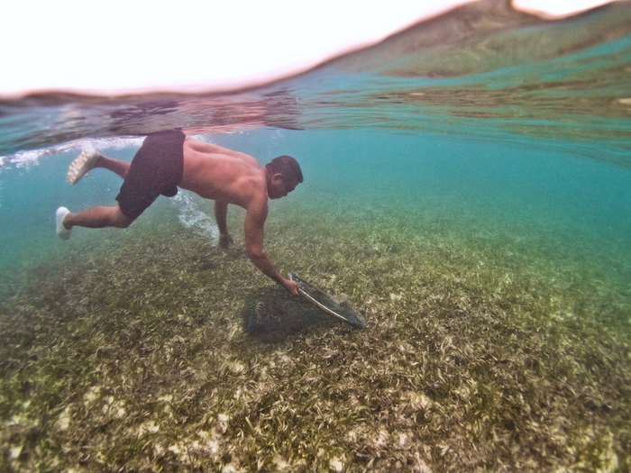 A fisherman collects sea urchins in shallow seagrass meadows in Indonesia