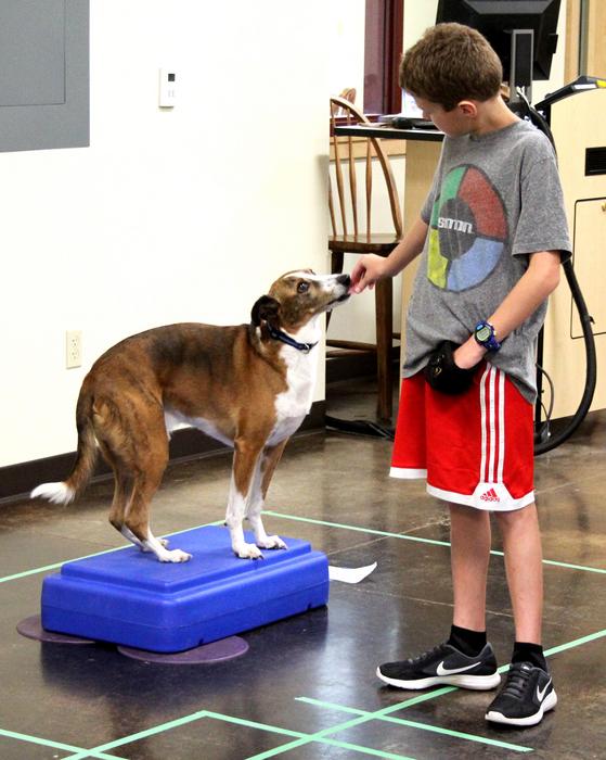 Child working with his dog