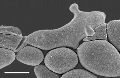 <i>Saccharomycopsis fodiens</i>