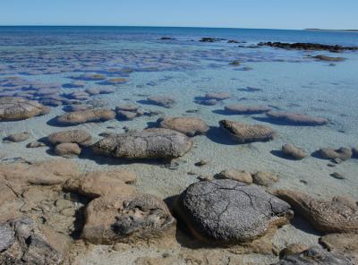 Scenic Shot of Stromatolites in Shallow Water
