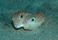 New Species of Pufferfish