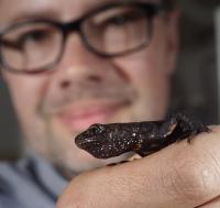 Egon Heiss with an Italian Crested Newt