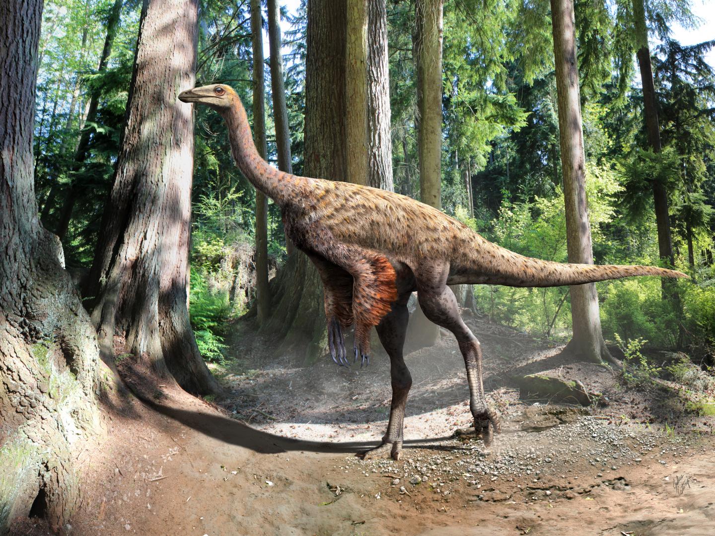 Illustration of <i>Ornithomimus</i>