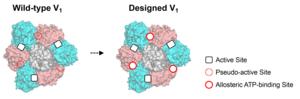 Fig. 1 Design of allosteric sites into a rotary molecular motor