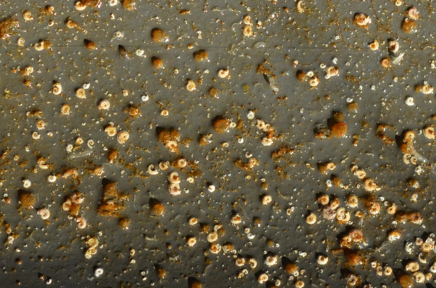 Biofouling Community Close Up