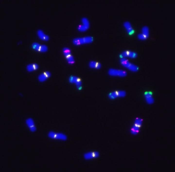 Metaphase Chromosomes of maize