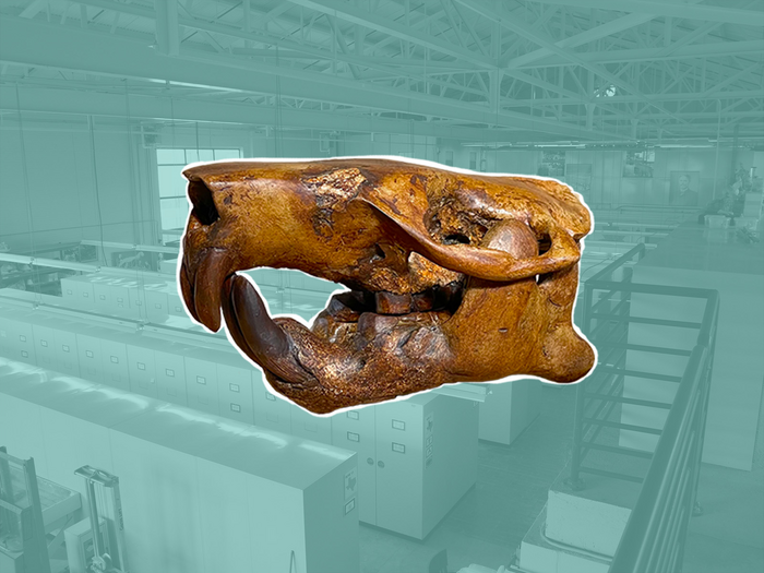 beaver skull reconstruction