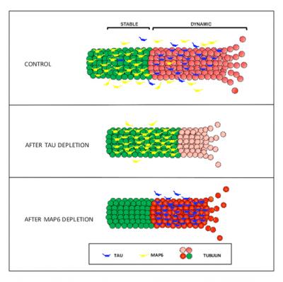Tau Depletion and Microtubules