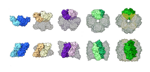 Protein Structures: Rubisco Structures