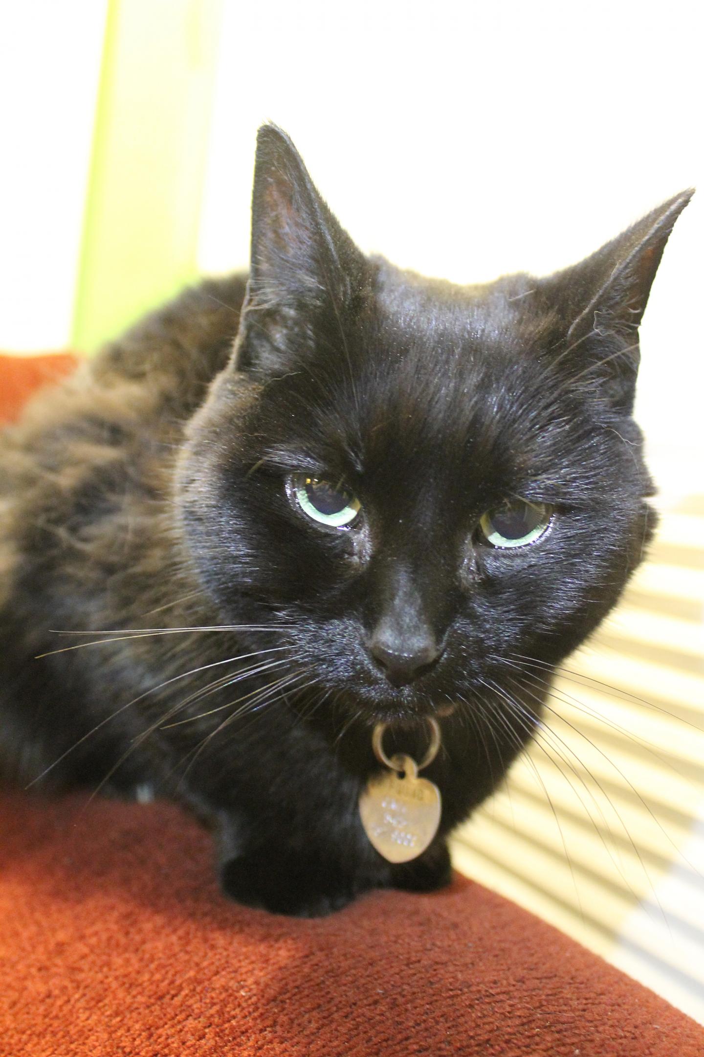 Angelou, Aging Cat