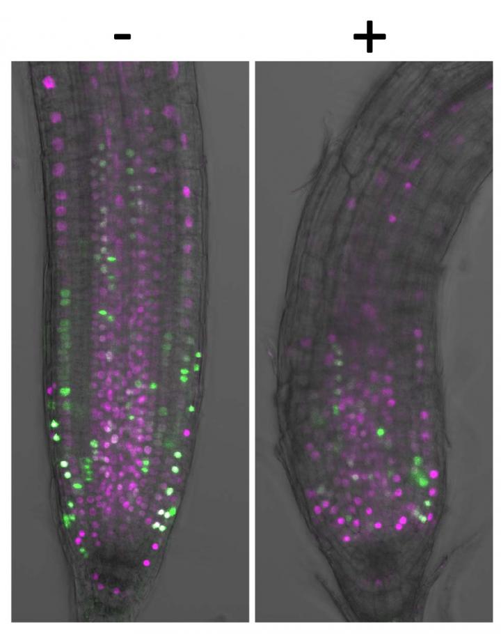 The Roots of <i>Arabidopsis thaliana</i> with Their Cell Cycles Visualized