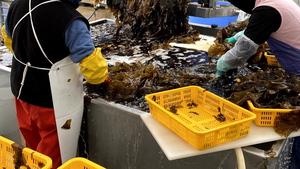 Waste to Energy: Biofuel from Kelp Harvesting and Fish