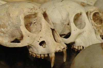 Diana Monkey Skull