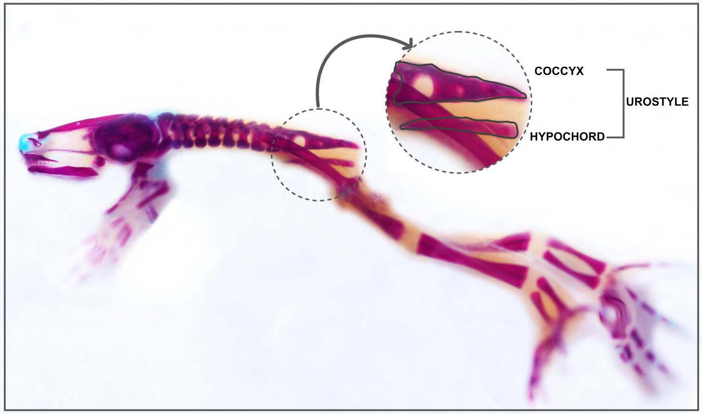 变化中的蝌蚪的侧面 (stage 64 热带爪蟾)显示了发育中的尾杆骨