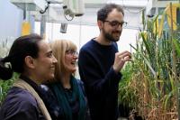Improving Wheat Photosynthesis