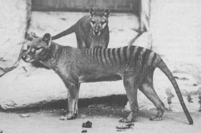 Thylacines