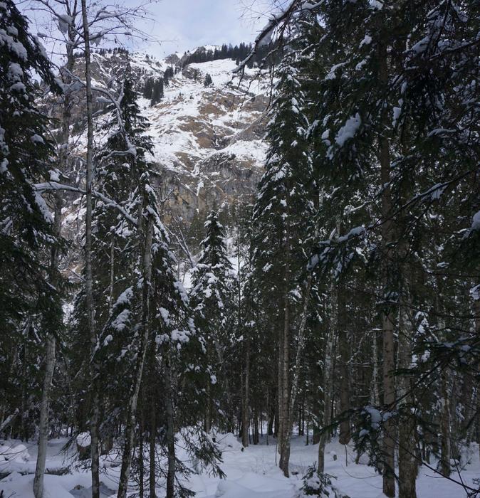 Habitat of the new rod lichen Toniniopsis dissimilis