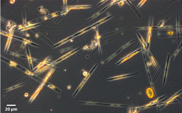 Diatoms