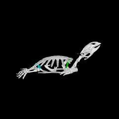 How the Turtle Got Its Shell (2 of 5) | EurekAlert!