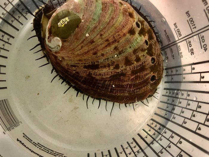 Red abalone in lab