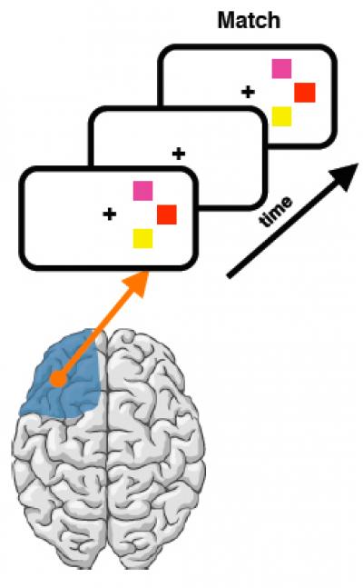 Visual Field Test of Prefrontal Cortex