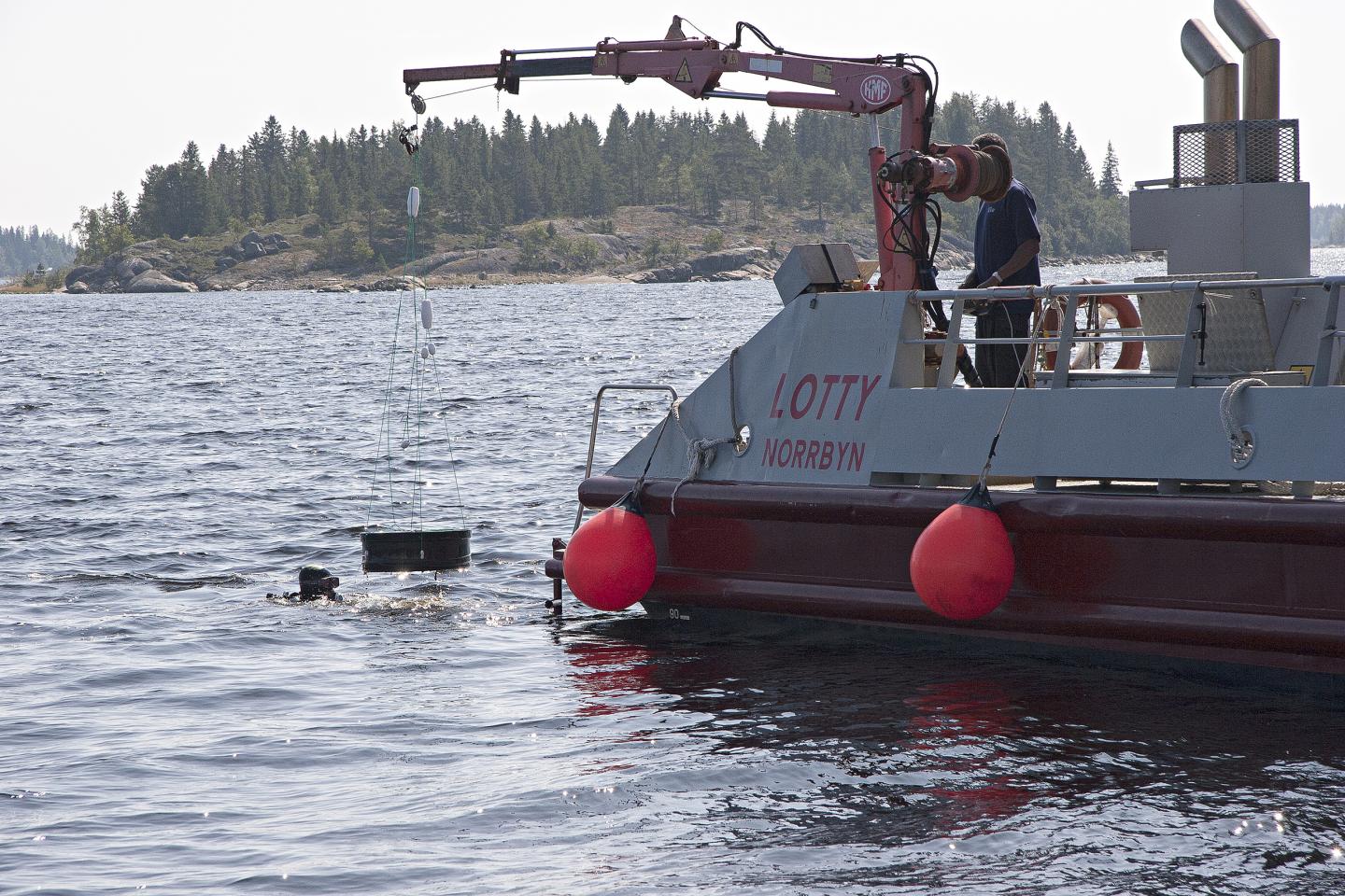 Terrestrial Run-off Increases Methylmercury Accumulation in Aquatic Ecosystems (3 of 12)