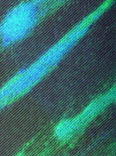 Stem Cell Microgrooves