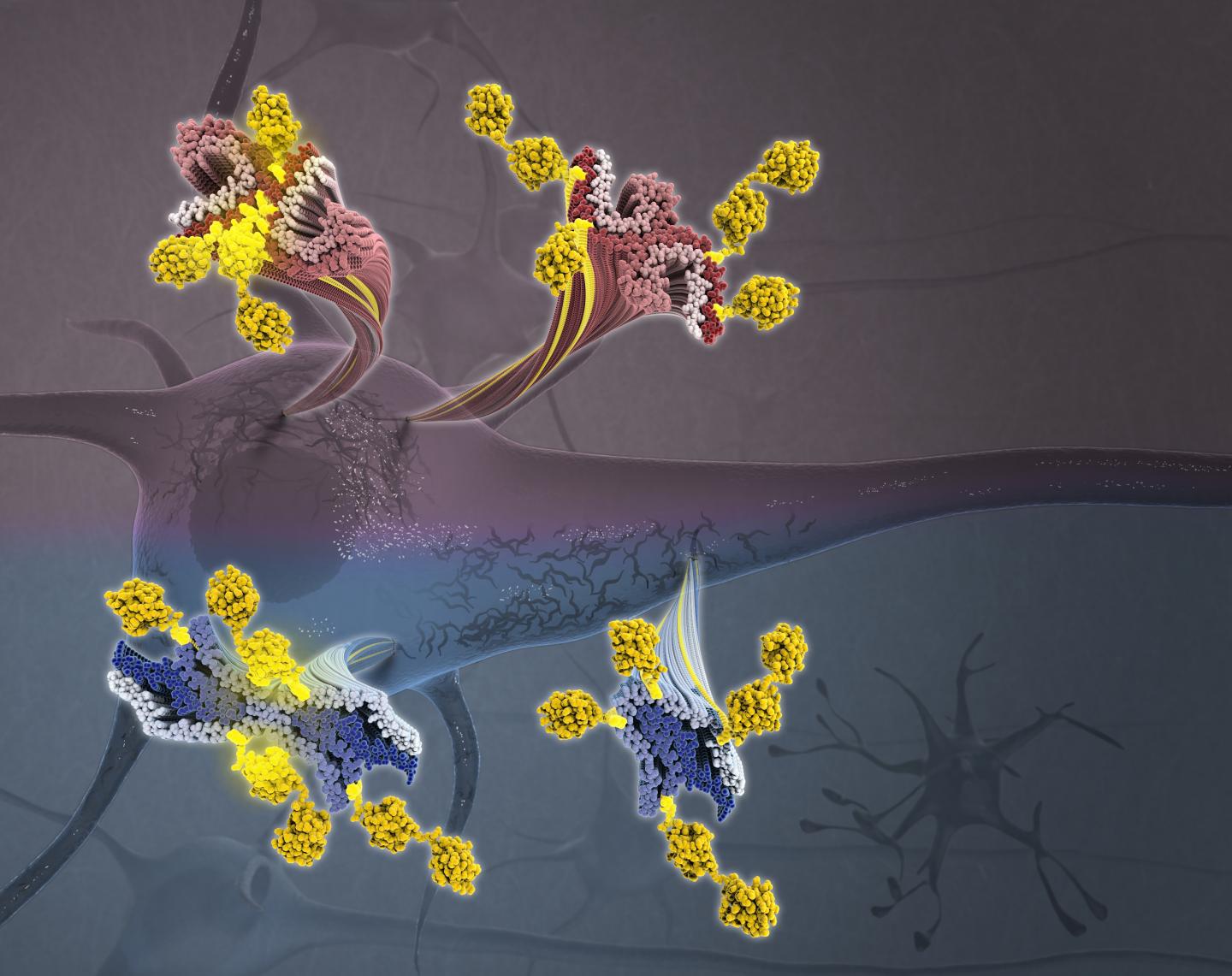 Posttranslational Modifications of Tau