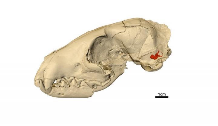 Dog Skull Scan