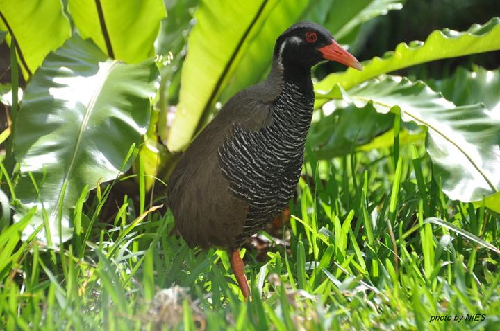 Okinawa Rail