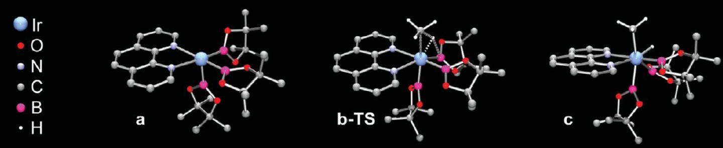 Computed Structures of Catalytic Cycle States