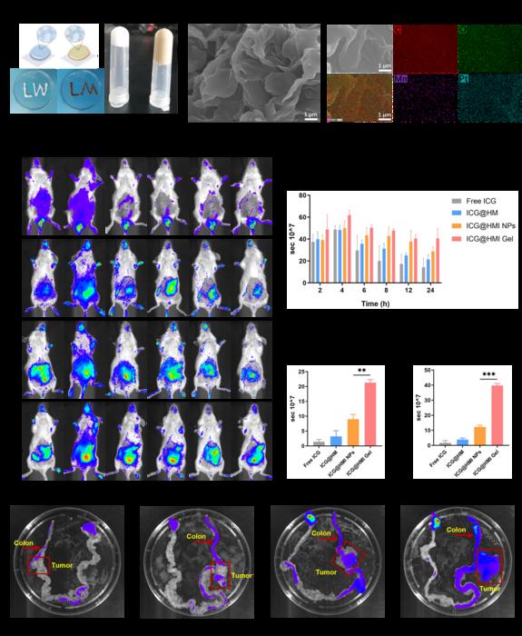 Fig. 3. Construction of Oxa@HMI Gel and its biodistribution in orthotopic colorectal cancer mice.