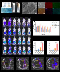 Fig. 3. Construction of Oxa@HMI Gel and its biodistribution in orthotopic colorectal cancer mice.