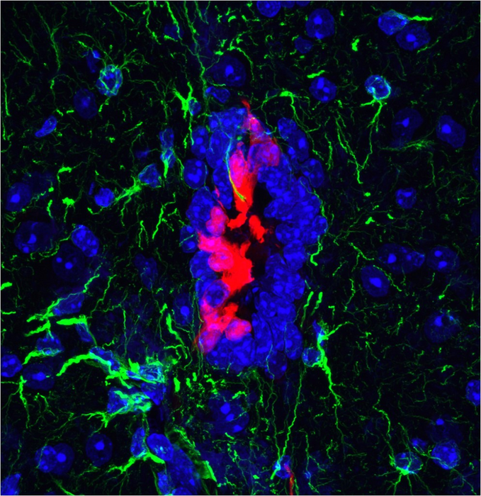 Image of uninjured mice spinal [IMAGE] | EurekAlert! Science News Releases