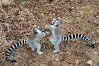 Young Ring-Tailed Lemurs Play-Fighting