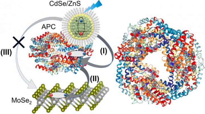 Energy Transfer through Light-Harvesting Nanohybrid