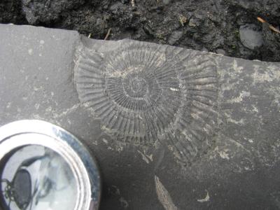 Toarcian Ammonite