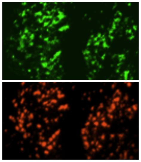Matchmaker Lets Calcium Flow