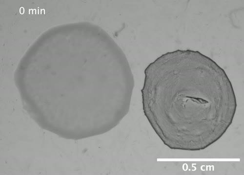 Bacteria Vs Phage - Study by Diana Fusco Lab