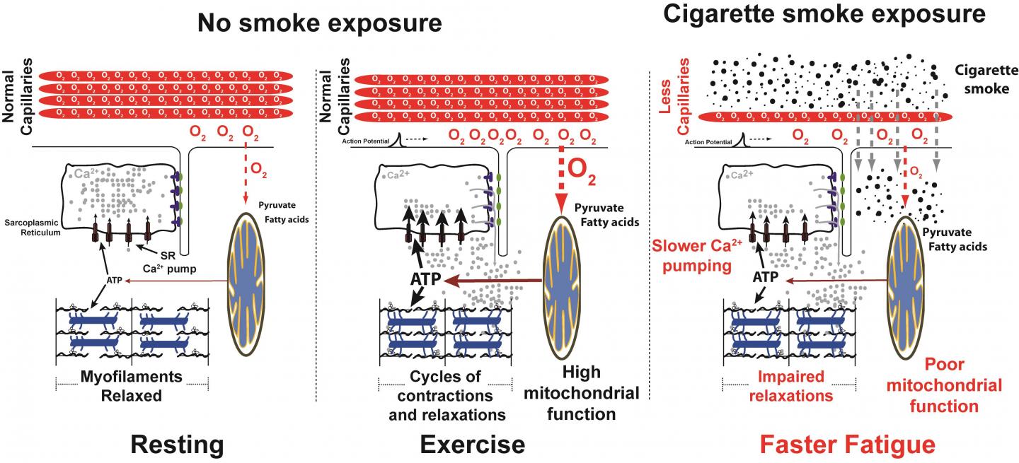 cigarette smoker body