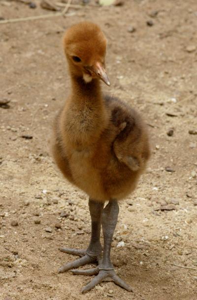 Wattled Crane Chick 1 (of 2)