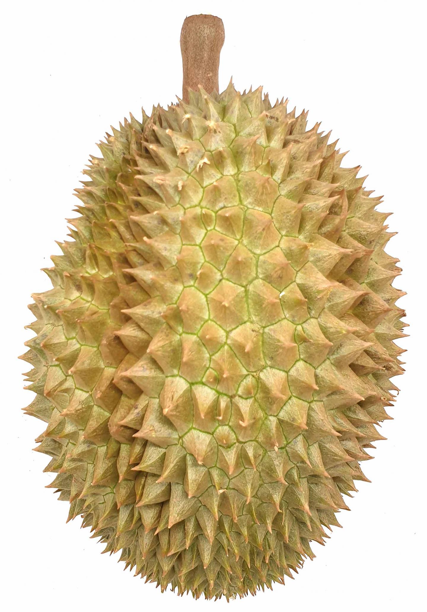 Durian