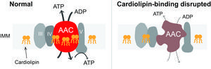 cardiolipin