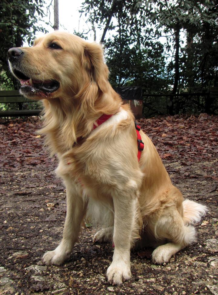 Teseo, the Golden Retriever
