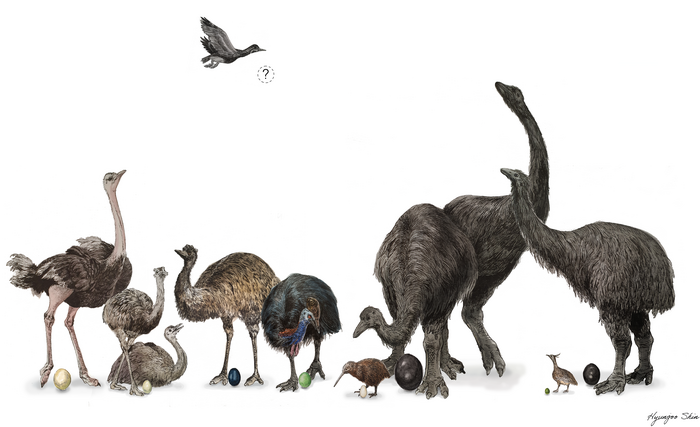 emu vs ostrich size