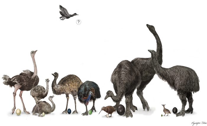 Modern, or recently extinct Palaeognathae birds and the sizes of the eggs they lay