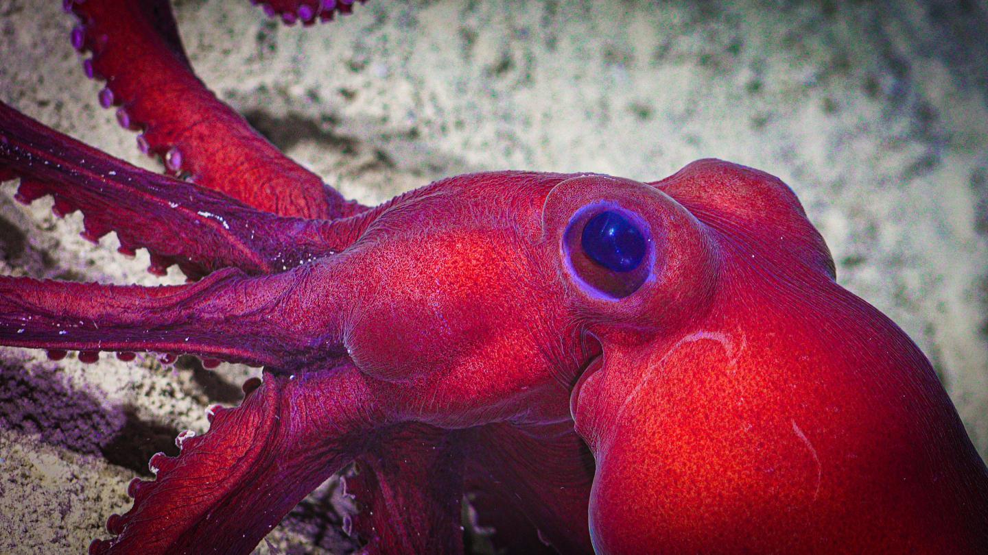 Octopus at 1200 meters